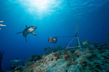 Fotografía de 2019 cedida por Andy Mann por vía del proyecto Global FinPrint donde se observan unos tiburones nadando en los arrecifes de Las Bahamas, en el Caribe. 