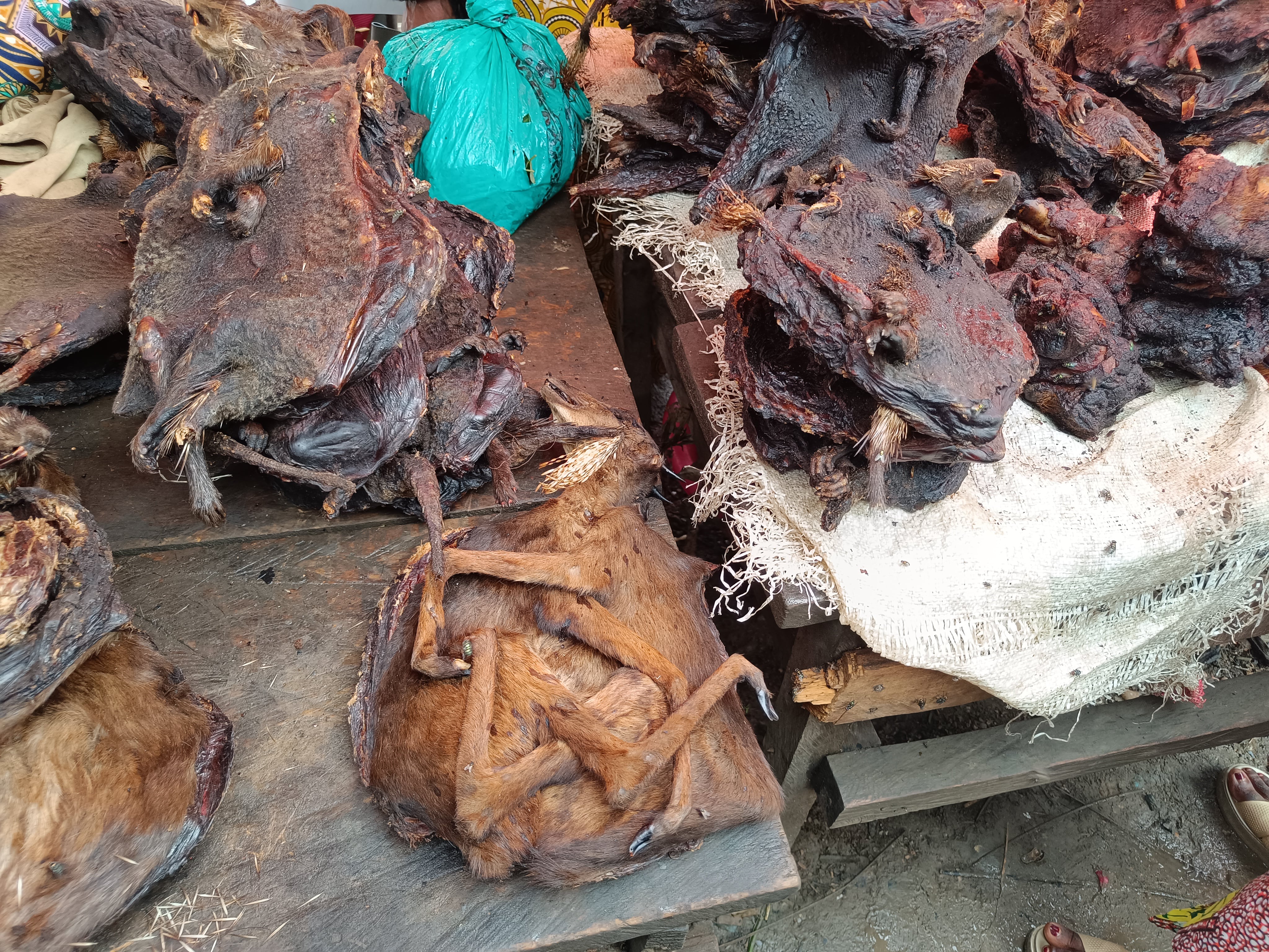 Pangolín a la venta en un puesto de carretera cerca de Rio Campo, Guinea Ecuatorial, el 24 de febrero de 2025.