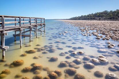 Estromatolitos en la costa oeste de Australia.