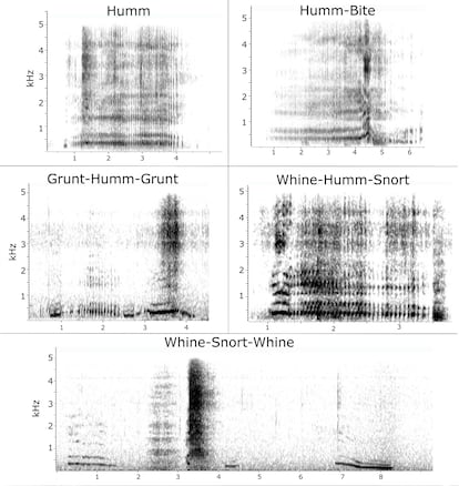 Espectrogramas de los cinco sonidos identificados por los investigadores.