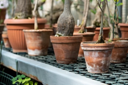 Maceta en vivero