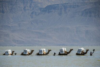 Una caravana de camellos que transporta mosquiteros a Afambo cruzan el lago Gemeri, en la provincia de Afar (Etiopía), el 14 de febrero de 2018.