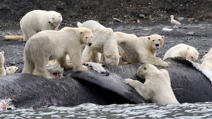 Hasta 180 osos polares acudieron a comer de esta ballena muerta en 2017.