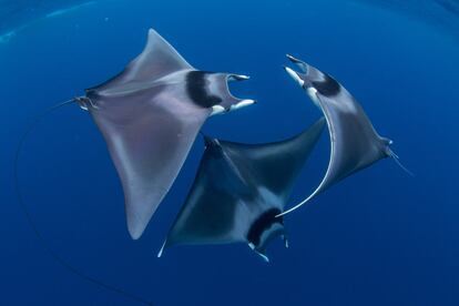 Dos machos raya cortejan a una hembra en Honda Bay, Palawan (Filipinas).