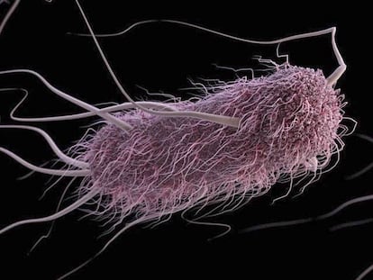 Uma bactéria escherichia coli.