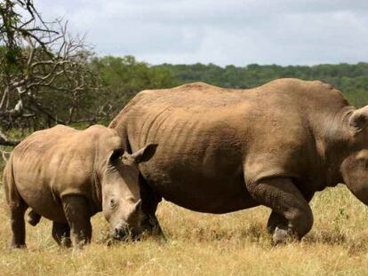 Rinoceronte blanco y su cr&iacute;a.