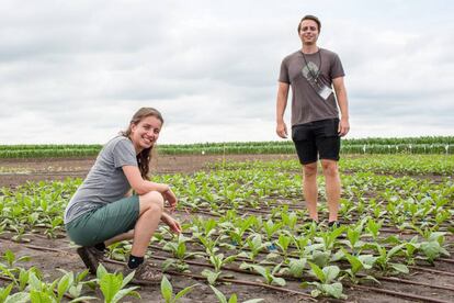 La bióloga Patricia López y su colega Kenny Brown, en una plantación de tabaco.