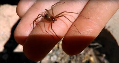 Imagen de una araña violinista.