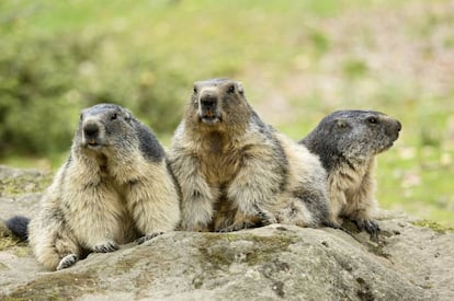 Un trío de simpáticas marmotas, uno de los roedores más grandes de Europa.