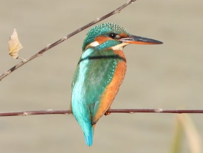 Un martín pescador.