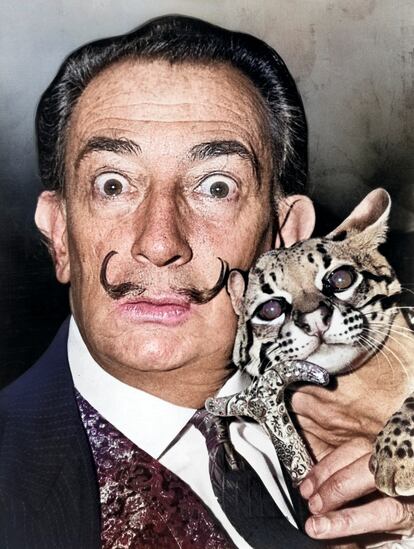 Dalí y el ocelote Babou. En un gesto tan surrealista como cualquiera de los demás que le acompañaron a lo largo de su vida, Salvador Dalí integró en su colección de mascotas a un oso hormiguero. Sin embargo, su mascota más preciada era también de lo más excéntrica, un ocelote al que llamó Babou.
Dalí lo adquirió en la década de 1960, al parecer en Colombia, y durante mucho tiempo lo llevó a todas partes: atado con una correa y un collar de incrustaciones y piedras. Una de las anécdotas más conocidas con Babou sucedió en un restaurante de Manhattan, donde ató al animal a su mesa, para el susto de otro cliente. Dalí explicó que se trataba de un gato normal al que había pintado. En otra ocasión, el felino se le escapó en el hotel Le Meurice de París y el personal tuvo que salir corriendo detrás de él para atraparlo. Babou vivió todo tipo de lujos: la autora Suzanne White describió haber visto al gato acechando “en un sofá de seda ubicado frente a una chimenea de mármol tallado” en la sala de estar de Dalí, mientras que existen imágenes famosas del artista y su mascota en un viaje a bordo del transatlántico de lujo SS France.
