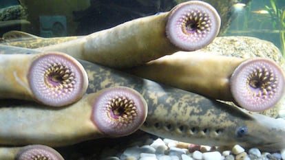 Ejemplares de lamprea del Aquarium Finisterrae.