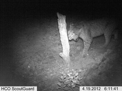 The motion-capture image of Fontana, a female Iberian lynx, in Castilla-La Mancha in April.