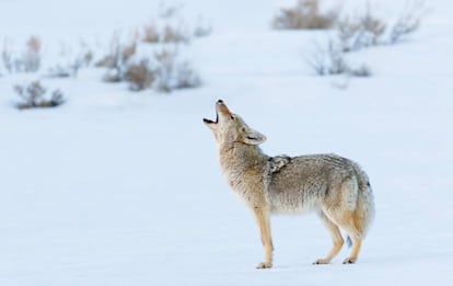 Un coyote aullando en el parque nacional de Yellowstone, en Wyoming (Estados Unidos).