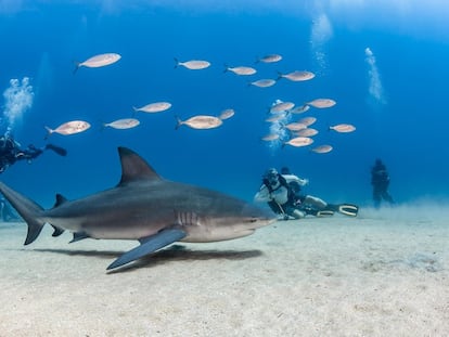 Cabo Pulmo, a 63 kilómetros al noreste de San José del Cabo tiene el único arrecife coralino de la costa oeste de América, declarado en 2005 patrimonio mundial por la Unesco.