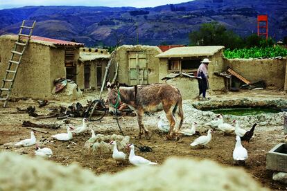 A las afueras de Cochabamba, en la localidad de Punata, hay granjas infectadas de vinchucas.