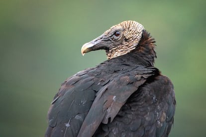 Animales carro?eros