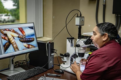 Irma Álvarez, Coordinadora de la Unidad de Diagnóstico, observa larvas de gusano barrenador con un microscopio.