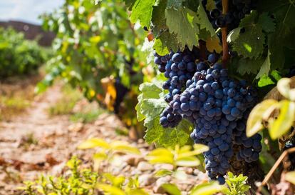 Uvas de tempranillo en el viñedo de la bodega Marqués de Murrieta, en La Rioja.