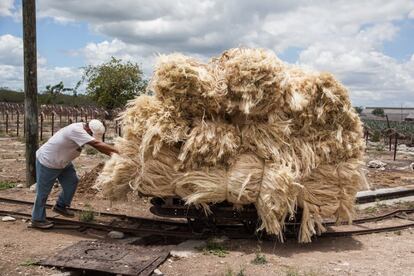 La fibra, ya seca, se enfardela y se transporta, empujada, sobre rieles portátiles decauville. Los 'trucs' siempre se movieron con mulas. No se les conoce uso de locomotoras.
