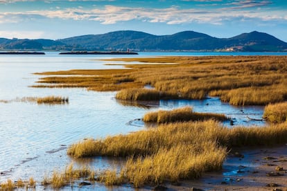 El parque natural de las Marismas de Santoña, Victoria y Joyel es un espacio protegido formado por tres enclaves: el estuario del río Asón (Santoña-Laredo) y las marismas de Victoria y Joyel. La principal zona húmeda de la cornisa cantábrica junto con complejo intermareal Umia-O Grove. Algo más de 6.000 hectáreas repartidas en diez términos municipales, con flora adaptada a un medio escaso en agua dulce, y más de 20.000 aves de 120 especies diferentes, entre ellas muchas que proceden del norte de Europa y pasan aquí el invierno. Colimbos, somormujos, cormoranes, garzas, espátulas, gansos, patos, rálidos, limícolas, gaviotas, charranes.