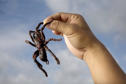 Una mano sujeta una tarántula frita en el mercado de Skuon (Camboya).