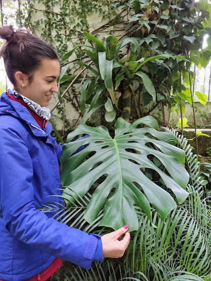 La educadora del Jardín Botánico Silvia Aguado enseña una monstera el pasado viernes.