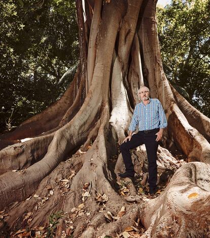 El jardinero jefe, Paco Ruz, junto a uno de los ficus más antiguos del Botánico de la Concepción de Málaga.