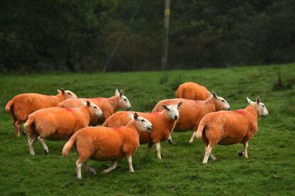 Ovejas pintadas de naranja pasean por un monte en Troutbeck, al norte de Inglaterra. 