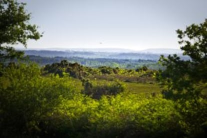 New Forest es uno de los parques nacionales más antiguos de Reino Unido.