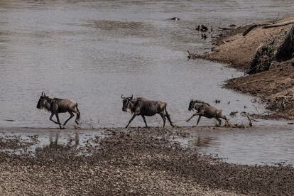 Jadeantes, miles de estos animales contemplan nerviosos la generosa corriente de agua dulce que surca las doradas planicies de la Reserva Nacional del Masái Mara, y bastará con que tan solo uno de ellos salte al vacío —arranque de cuajo el miedo, se deje vencer por el instinto milenario de hallar alimento— para que el resto le siga en un baile frenético de saltos y humaredas de polvo.