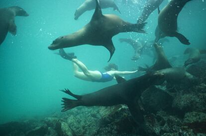 Un grupo de lobos marinos juega con una buceadora en el islote Plaza, cercano a la isla de Santa Cruz, en las Galápagos. Cuando hay olas no es raro ver a los simpáticos lobos marinos jóvenes practicando <i>body surf.</i>