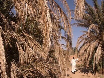 Un hombre camina entre palmeras secas en el oasis de Tafilalet, Marruecos, que está desapareciendo debido al calentamiento global.