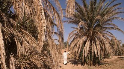 Un hombre camina entre palmeras secas en el oasis de Tafilalet, Marruecos, que está desapareciendo debido al calentamiento global.