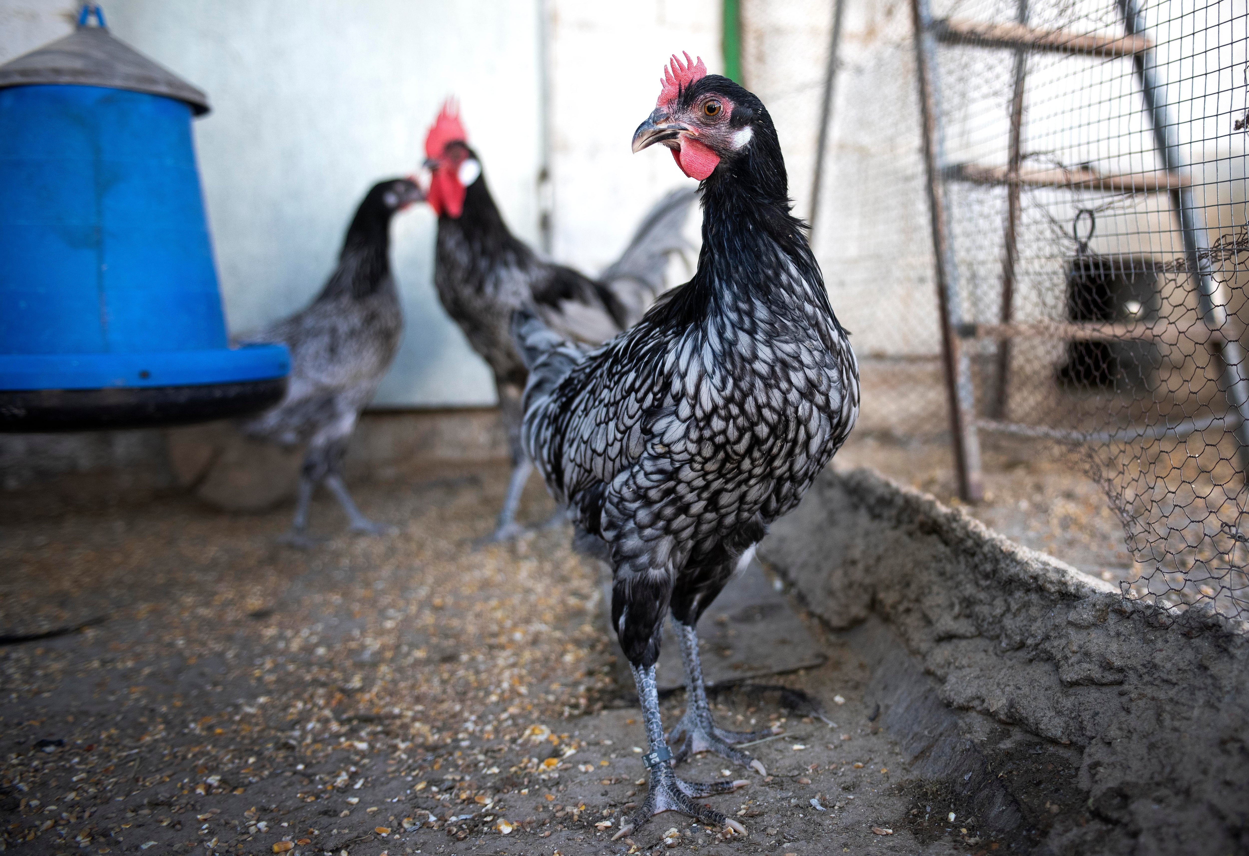 Ejemplares de gallina andaluza azul en el criadero de Miguel Izquierdo en Córdoba.