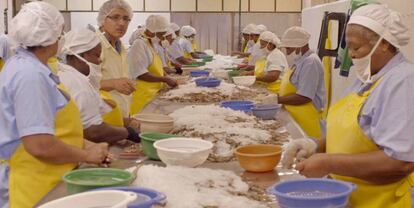 Un grupo de mujeres de Tumaco ha consolidado la industria del camarón.