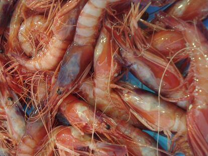 Gamba de Dénia, la reina roja