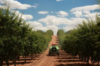 Un atomizador inteligente de Pulverizadores Fede atraviesa un cultivo de almendros en Albacete.