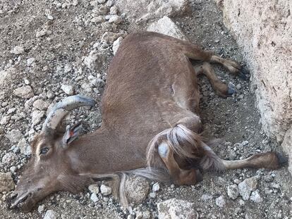 Hembra de arruí del EEZA-CSIC fallecida como consecuencia del estrés. / EEZA-CSIC