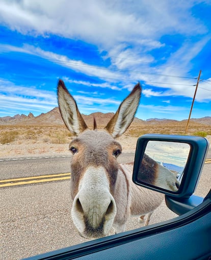 A donkey from the town of Oatman, Arizona.