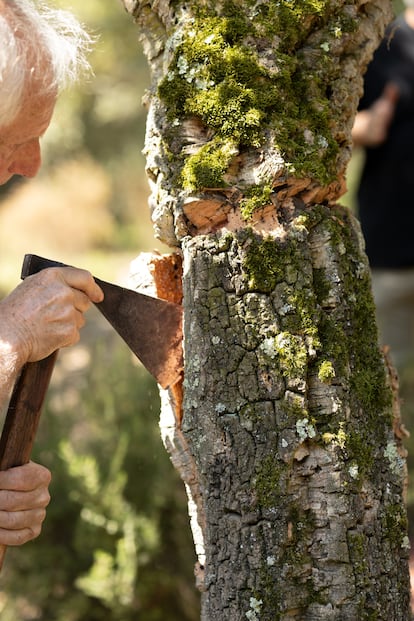 Detalle de la leva del corcho, cuando los peladores extraen a mano la corteza de los alcornoques en los bosques de les Gavarres, en Cassà de la Selva.