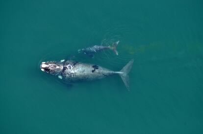 Una ballena y su cría. En la imagen puede observarse rastros de heces de la cría.