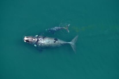 Una ballena y su cría. En la imagen puede observarse rastros de heces de la cría.