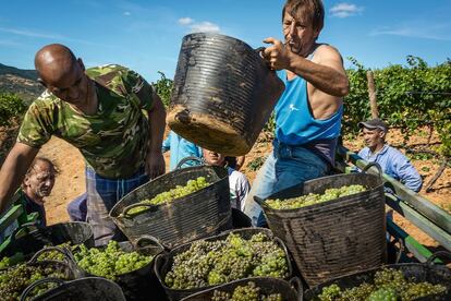 Vendimia en las viñas de Raúl Pérez en Valtuille en la comarca de El Bierzo. Pérez, uno de los niños mimados de la crítica mundial, ha convertido a esta denominación en uno de los centros enológicos más calientes del planeta.