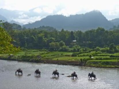Ruta con elefantes por el río Mekong, en la región de Luang Prabang (Laos).