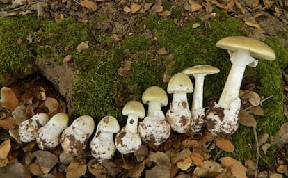 Amanita Phalloides, una de las más venenosas de Europa.