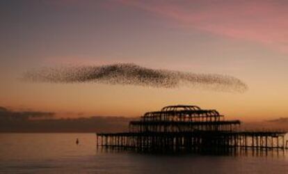 Bandada de estorninos sobre el muelle oeste de Brighton (Inglaterra).