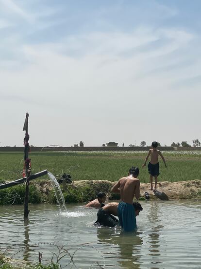 Unos niños juegan en los campos de amapolas que florecen en las montañas de Kandahar. Los talibanes han decretado que este año sea la última cosecha. Muchas familias viven de la recolección de las adormideras.