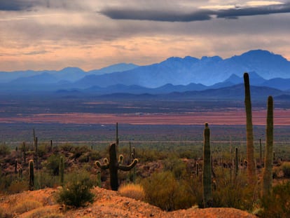 Cactus en la reserva de la biosfera de El Pinacate y Gran Desierto de Altar (Sonora).