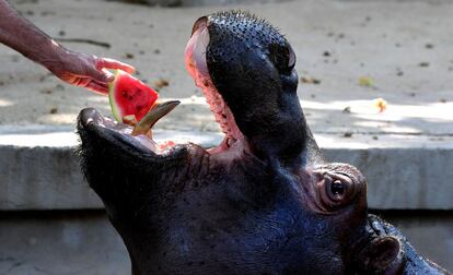 Un hipopótamo come sandía congelada para refrescarse en el zoológico Bioparco de Roma, durante una ola de calor.